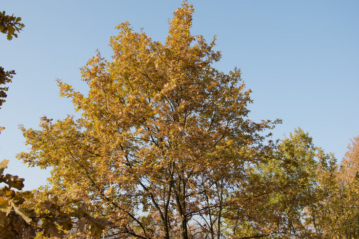 秋天树照片美丽的壁纸图片