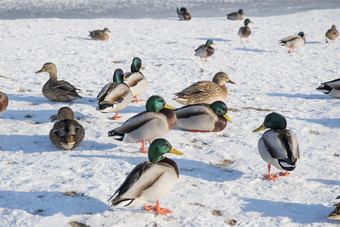 <strong>鸭</strong>雪冰野生动物鸟冬天照片