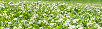 三叶草场白色开花三叶草三叶草Pratense笔草坪上与白色三叶草花和绿色草新鲜的夏天春天背景草地