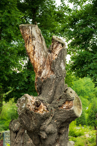 死树树桩树干对绿色年轻的树毅力和站概念高损害干木分支机构对绿色植物老沉船树干木材与树皮附近绿色树孤独的衰变