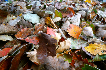 叶子下降秋天下降秋天黄色的和红色的叶子下降秋天黄色的和红色的叶子叶子下降秋天