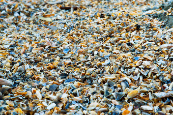 贝壳壳牌小拉库舍奇基与的破碎的贝壳小河背景小色彩斑斓的贝壳