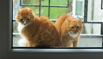 姜猫看出的窗口的窗口雨猫希望输入的房子猫希望输入的房子姜猫看出的窗口的窗口雨
