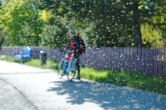 蚊子夏天群讨厌的蚊子和骑自行车的人云昆虫夏天和骑自行车