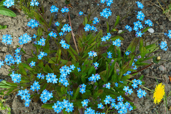 花勿忘我蓝色的春天花香味春天花香味花勿忘我蓝色的