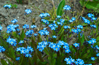 花<strong>勿忘我</strong>蓝色的春天花香味春天花香味花<strong>勿忘我</strong>蓝色的