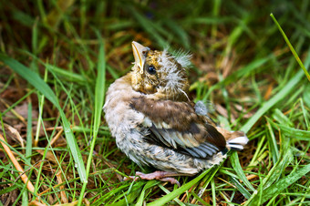 苍头燕雀小鸡下降从的巢的小羽翼未丰婴儿鸟的草的小羽翼未丰婴儿鸟的草苍头燕雀小鸡下降从的巢