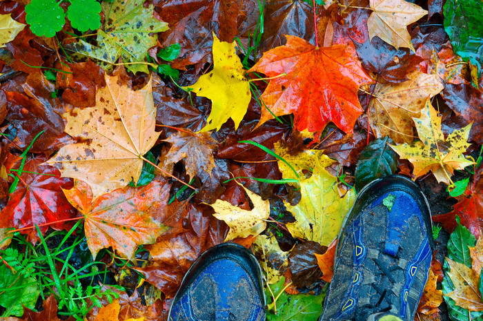 走的秋天公园走通过下降红色的和黄色的叶子走通过下降红色的和黄色的叶子走的秋天公园