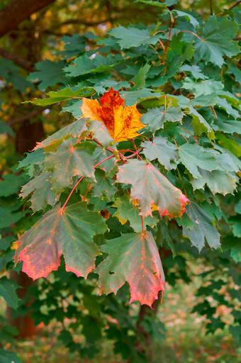 秋天黄色的叶子泛黄和变红叶子树秋天泛黄和变红叶子树秋天秋天黄色的叶子