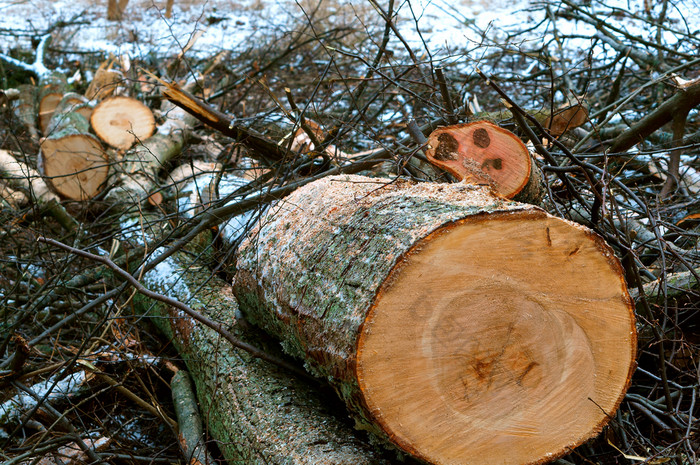 砍伐树森林砍伐树桩砍伐树砍伐树树干砍伐树树干砍伐树森林砍伐树桩砍伐树
