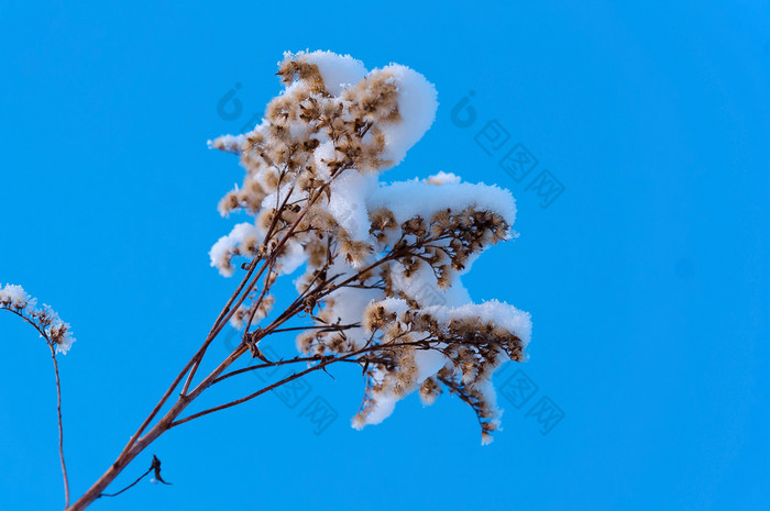 冷淡的明亮的一天雪的前的草干草的雪雪的草对的蓝色的天空雪的前的草干草的雪雪的草对的蓝色的天空冷淡的明亮的一天