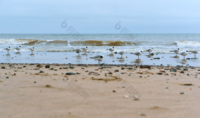 水禽的海海岸海海岸海鸥和石头海鸥脂肪的海海岸海鸥脂肪的海海岸水禽的海海岸海海岸海鸥和石头