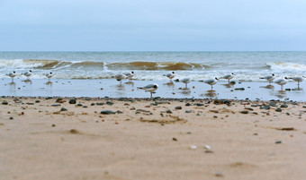 水禽的海海岸海海岸<strong>海鸥</strong>和石头<strong>海鸥</strong>脂肪的海海岸<strong>海鸥</strong>脂肪的海海岸水禽的海海岸海海岸<strong>海鸥</strong>和石头