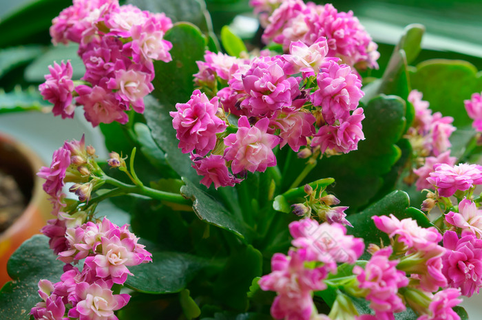 长寿盆栽植物与小粉红色的花和厚叶子盆栽花长寿长寿盆栽花长寿盆栽植物与小粉红色的花和厚叶子
