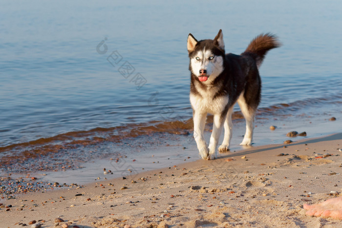 的狗卡住了出他的舌头沙哑的狗运行的水边缘的狗运行的海滩沙哑的狗运行的水边缘的狗运行的海滩的狗卡住了出他的舌头