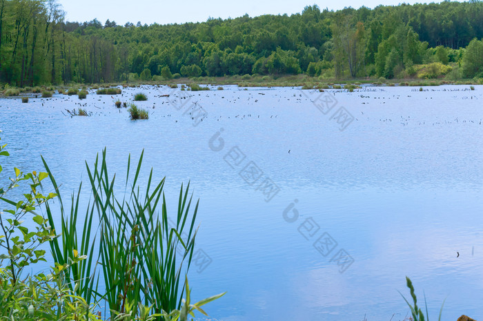 湿地湖自然池塘杂草丛生的与植被蓝色的天空和沼泽区域蓝色的天空和沼泽区域湿地湖自然池塘杂草丛生的与植被