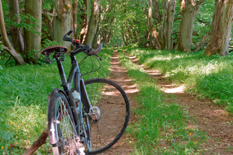 的自行车下一个的老树黑色的自行车的森林黑色的自行车对的绿色植物黑色的自行车对的绿色植物的自行车下一个的老树的黑色的自行车的森林