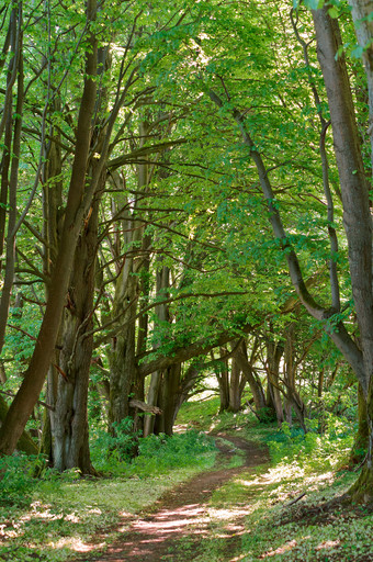 美丽的路径的夏天森林路径的春天森林森林路径之间的的树路径的春天森林美丽的路径的夏天森林森林路径之间的的树