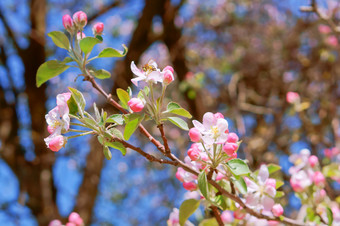 开花分支<strong>苹果苹果</strong>和蜜蜂花分支盛开的与粉<strong>红</strong>色的花分支盛开的与粉<strong>红</strong>色的花开花分支<strong>苹果苹果</strong>和蜜蜂花