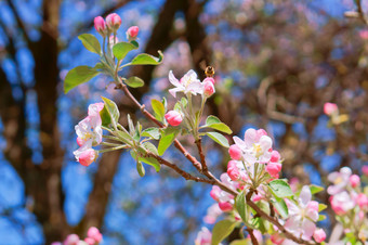 开花分支<strong>苹果苹果</strong>和蜜蜂花分支盛开的与粉红色的花分支盛开的与粉红色的花开花分支<strong>苹果苹果</strong>和蜜蜂花