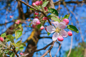 开花分支<strong>苹果苹果</strong>和蜜蜂花分支盛开的与粉<strong>红色</strong>的花分支盛开的与粉<strong>红色</strong>的花开花分支<strong>苹果苹果</strong>和蜜蜂花