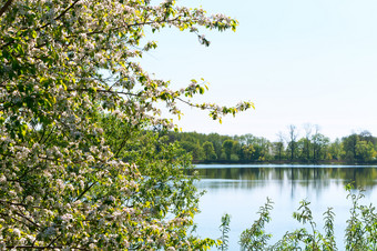 池塘和开花了树开花树的湖早期春天花朵布什白色花开花树的湖早期春天花朵布什白色花池塘和开花了树