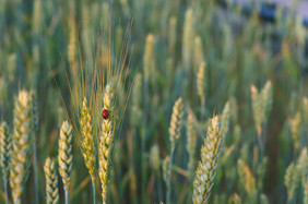 小麦耳朵的太阳小麦耳朵的场小麦耳朵的场小
