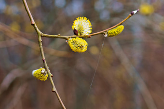 开花味蕾<strong>柳树柳树</strong>毛茸茸的味蕾的分支机构<strong>柳树</strong>毛茸茸的味蕾的分支机构开花味蕾<strong>柳树</strong>