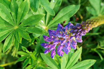 场淡紫色花盛开的羽扇豆蓝色的羽扇豆花盛开的羽扇豆场淡紫色花蓝色的羽扇豆花