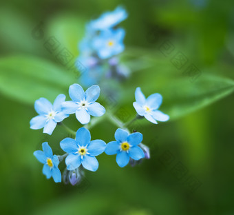 蓝色的花瓣绿色背景勿忘我小蓝色的花大小蓝色的花大蓝色的花瓣绿色背景勿忘我