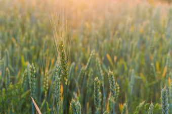 小麦耳朵的太阳小麦耳朵的场小麦耳朵的场小麦耳朵的太阳