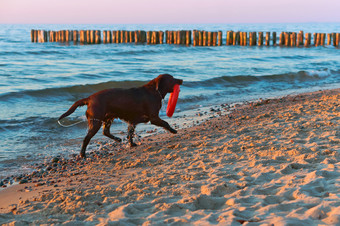 狗运行的海滩狗玩的海滩<strong>大黑</strong>暗狗的海岸狗玩的海滩狗运行的海滩<strong>大黑</strong>暗狗的海岸