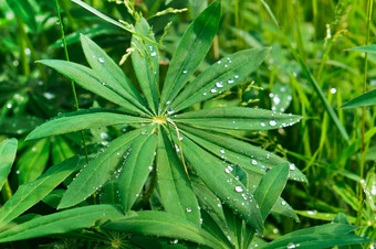 <strong>野生</strong>花羽扇豆叶子露水滴绿色草后雨羽扇豆叶子露水滴<strong>野生</strong>花绿色草后雨