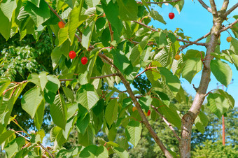红色的浆果樱桃的树樱桃树与浆果樱桃树与浆果红色的浆果樱桃的树