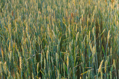 小麦耳朵的太阳小麦耳朵的场小麦耳朵的场小麦耳朵的太阳
