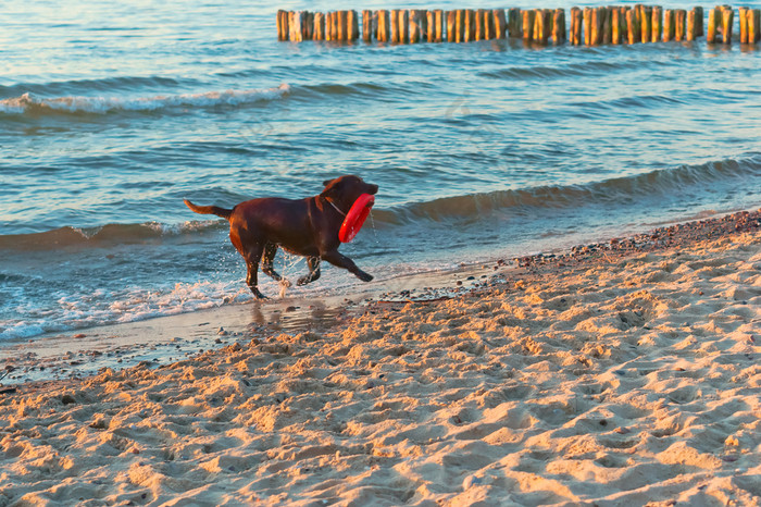 狗运行的海滩狗玩的海滩大黑暗狗的海岸狗玩的海滩狗运行的海滩大黑暗狗的海岸