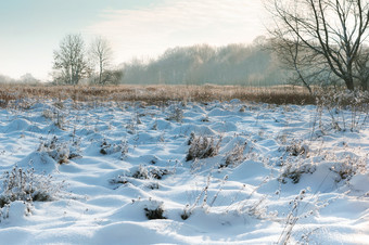 白雪覆盖的树和草雪谎言的字段冬天<strong>场景</strong>观雪谎言的字段白雪覆盖的树和草冬天<strong>场景</strong>观