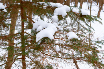 雪的森林雪冷杉分支机构冬天的森林雪冷杉分支机构冬天的森林雪的森林