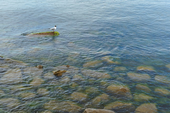 海鸥石头白色鸟石头的海白色鸟石头的海海鸥石头