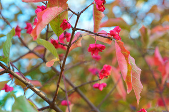 秋天叶子秋天背景红色的树叶树红色的树叶树秋天叶子秋天背景