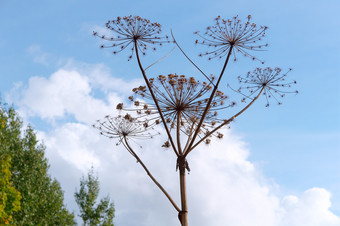 的干<strong>植物</strong>牛欧洲防风草干花序的<strong>植物</strong>牛欧洲防风草干花序的<strong>植物</strong>牛欧洲防风草的干<strong>植物</strong>牛欧洲防风草