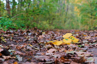 秋天叶子秋天背景黄色的树叶树黄色的树叶树秋天叶子秋天背景