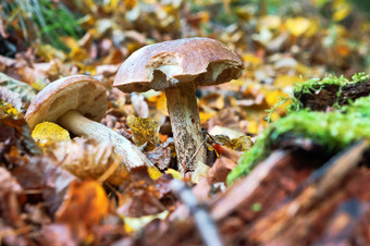 两个蘑菇成长蘑菇的草秋天蘑菇的草秋天两个蘑菇成长