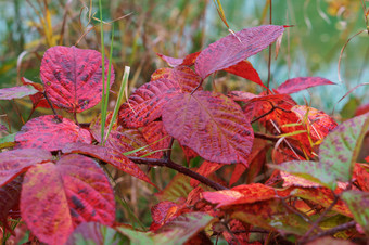 秋天叶子秋天背景红色的树叶树红色的树叶树秋天叶子秋天背景