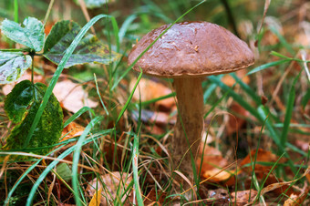 蘑菇牛肝菌属的森林的蘑菇生长的草的蘑菇生长的草蘑菇牛肝菌属的森林