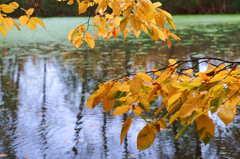 秋天景观湖的森林秋天森林和池塘秋天森林和池塘秋天景观湖的森林