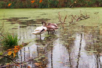 天鹅的湖灰色的天鹅的池塘秋天灰色的天鹅的池塘秋天天鹅的湖