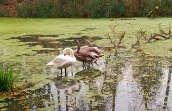 天鹅的湖灰色的天鹅的<strong>池塘</strong>秋天灰色的天鹅的<strong>池塘</strong>秋天天鹅的湖