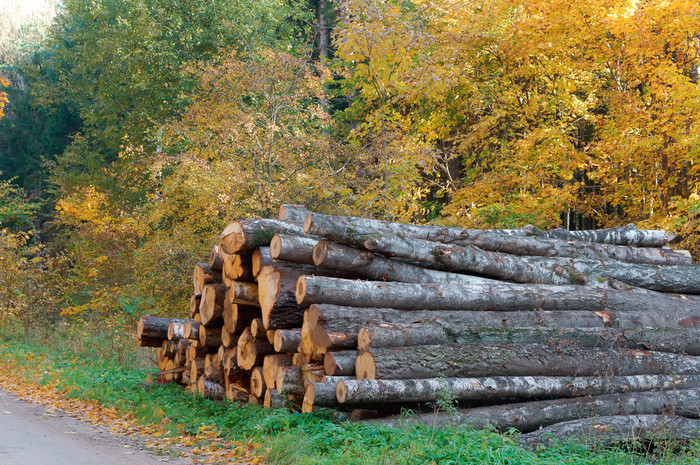 树干砍伐树砍伐树和秋天森林森林砍伐砍伐树和秋天森林森林砍伐树干砍伐树