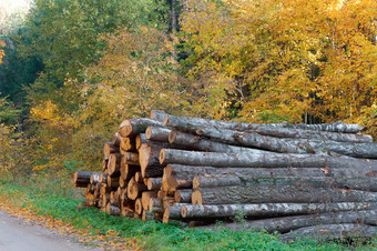 树干砍伐树砍伐树和秋天<strong>森林森林</strong>砍伐砍伐树和秋天<strong>森林森林</strong>砍伐树干砍伐树